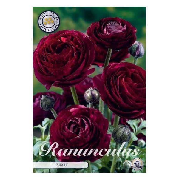<h4>Ranunculus Asiaticus Purple x10 6/7</h4>