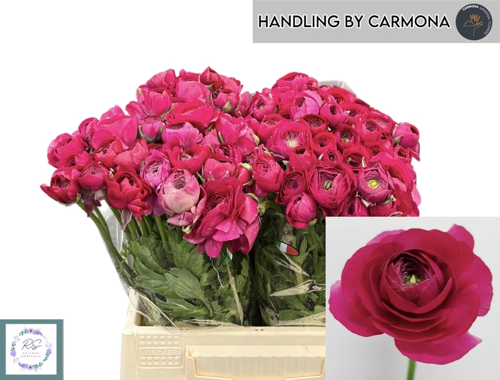 <h4>RAN EL HOT PINK</h4>