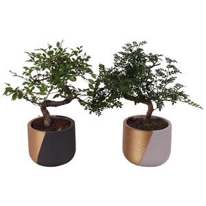 Bonsai Indoor Mix Ø12cm S-Shape in Ø 14cm Ceramic PL468
