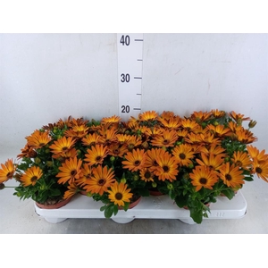 Osteospermum  'Summer Daisys Alex'