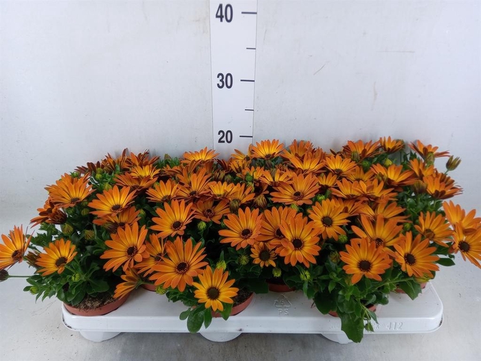 <h4>Osteospermum  'Summer Daisys Alex'</h4>