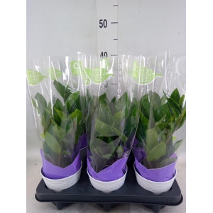 Zamioculcas zamiifolia