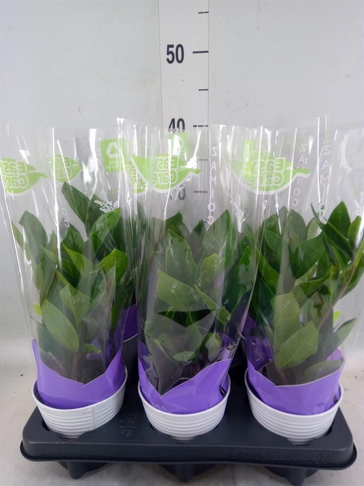 <h4>Zamioculcas zamiifolia</h4>