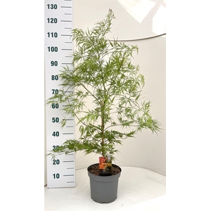 ACER PALM DISSECTUM