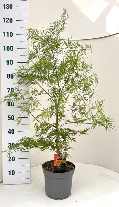 <h4>ACER PALM DISSECTUM</h4>