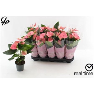 Anthurium Andreanum Grp Sweet Dream