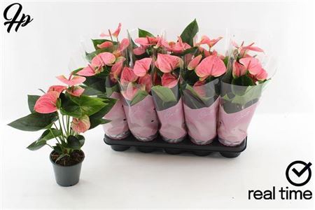 <h4>Anthurium Andreanum Grp Sweet Dream</h4>