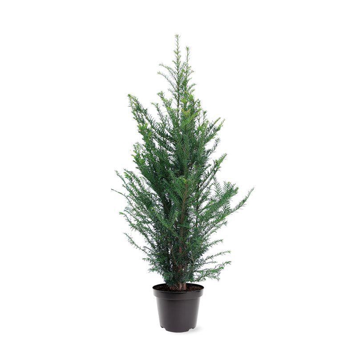 <h4>Taxus baccata (zonder etiket)</h4>