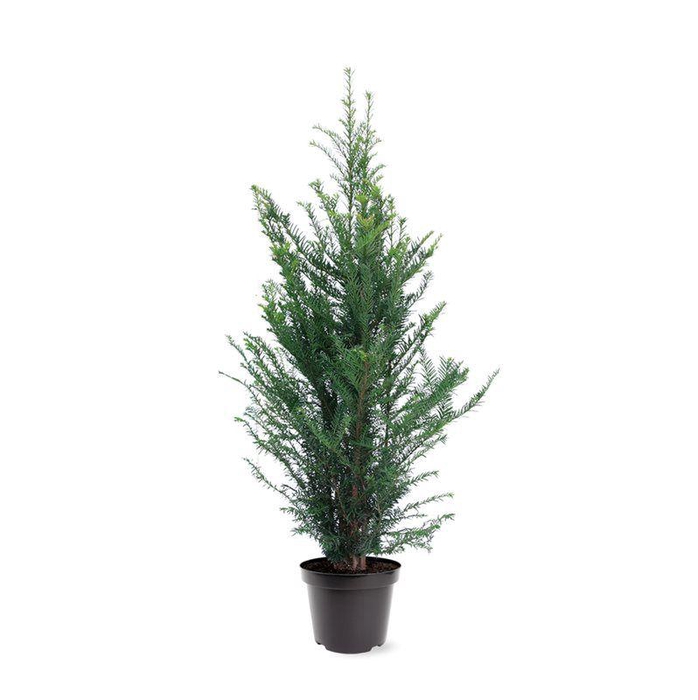 <h4>Taxus baccata (zonder etiket)</h4>