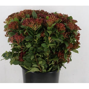 VIBURNUM TINUS BERRY 250GR
