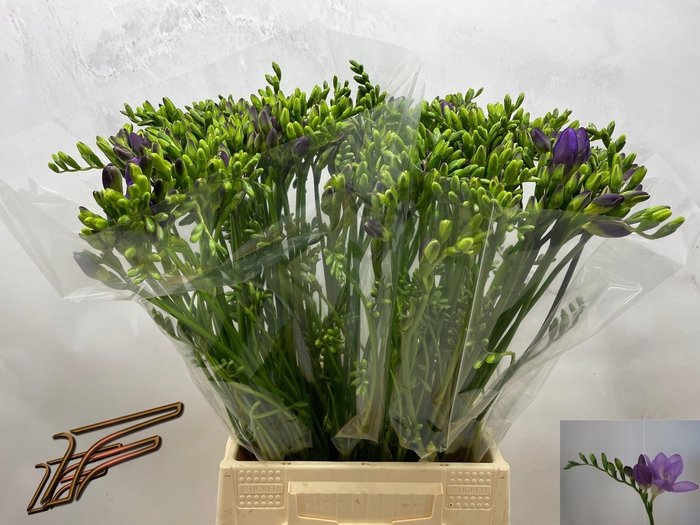 <h4>FR EN DELTA RIVER</h4>