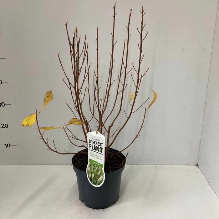 <h4>Clethra alnifolia</h4>