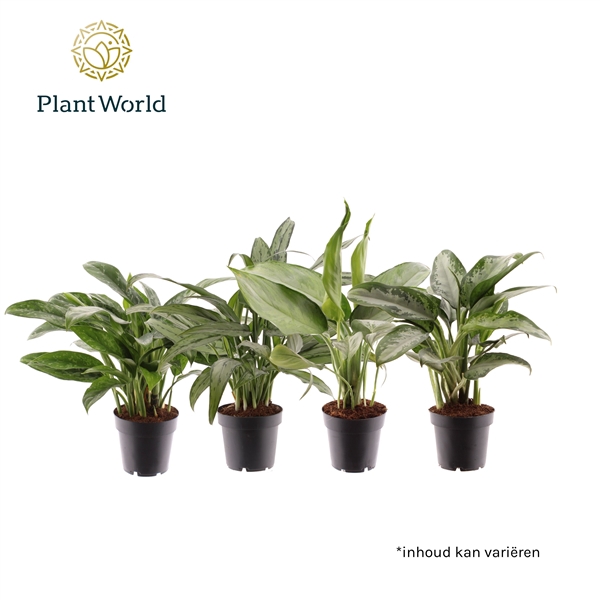 Aglaonema Mix