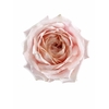 Rosa a Wabara Tsumugi Ulala
