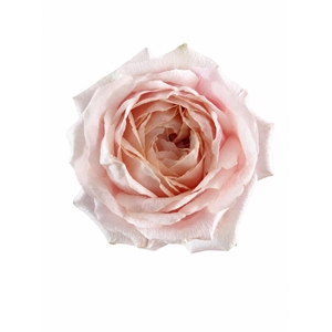 Rosa a Wabara Tsumugi Ulala