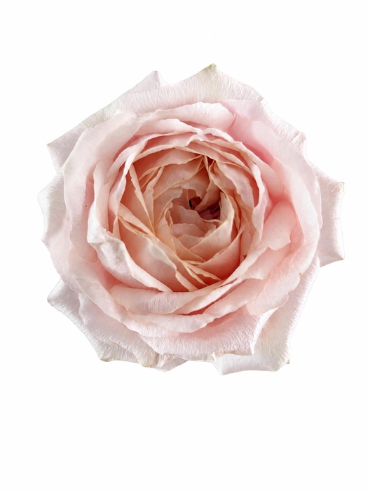 Rosa a Wabara Tsumugi Ulala