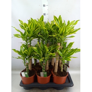 Dracaena frag. 'Golden Queen'