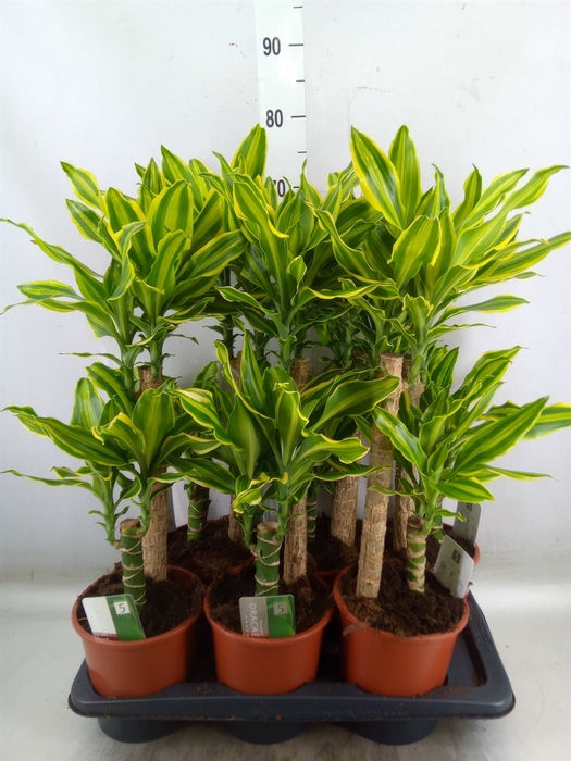 <h4>Dracaena frag. 'Golden Queen'</h4>