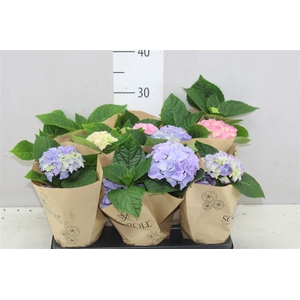 Hydrangea Gemengd 1-2 Blue Pink