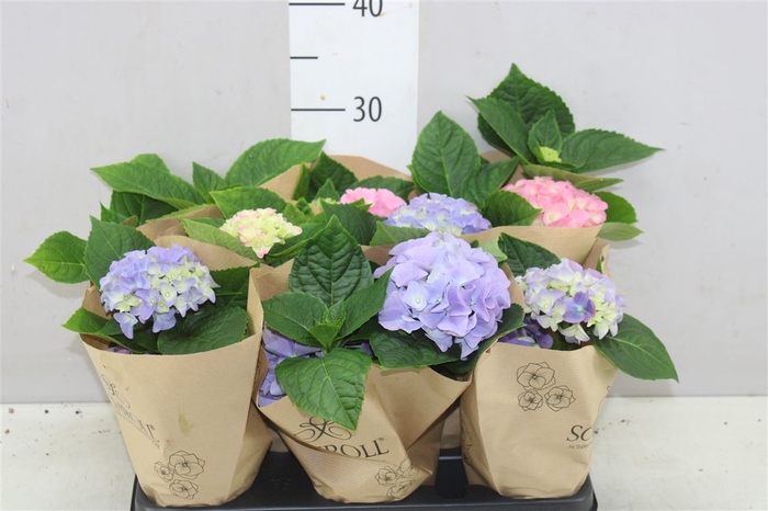 <h4>Hydrangea Gemengd 1-2 Blue Pink</h4>