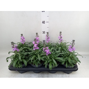Erysimum linifolium 'Bowles Mauve'
