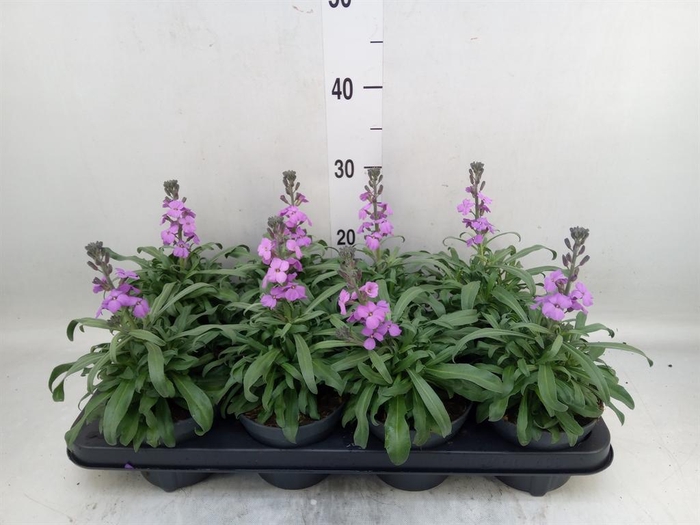<h4>Erysimum linifolium 'Bowles Mauve'</h4>