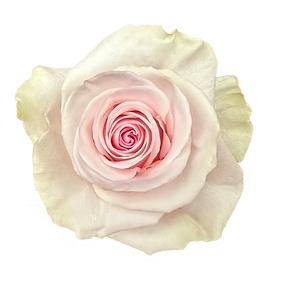 <h4>R GR BLESSING</h4>