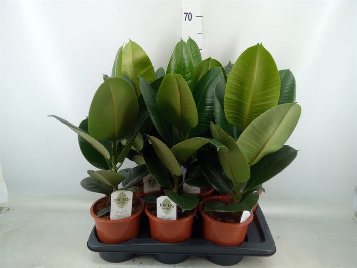 <h4>Ficus elastica 'Robusta'</h4>