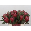 Protea Red Ice