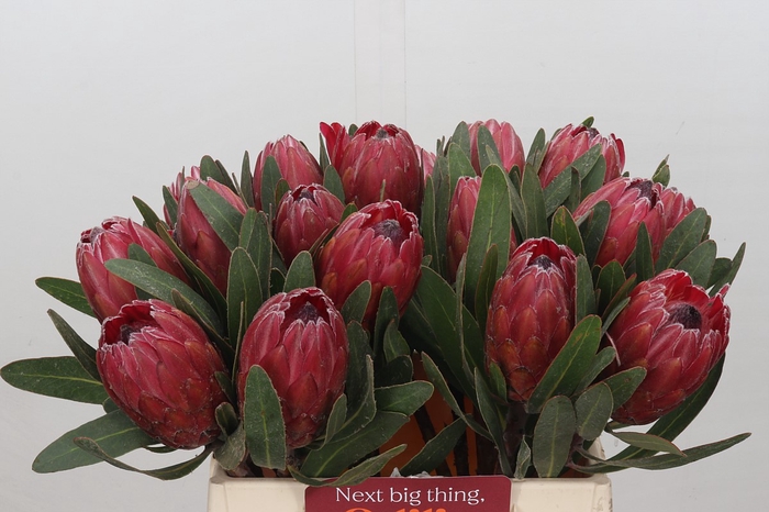 Protea Red Ice