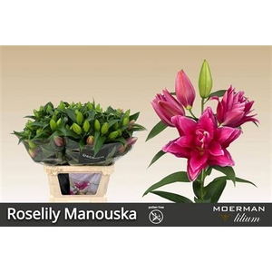 Li Or Du Rl Manouska
