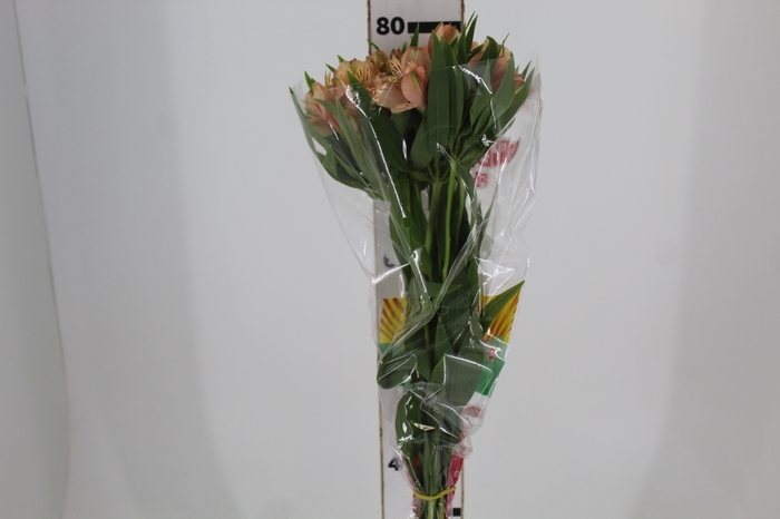 <h4>ALSTROEMERIA CANYON 080 CM</h4>