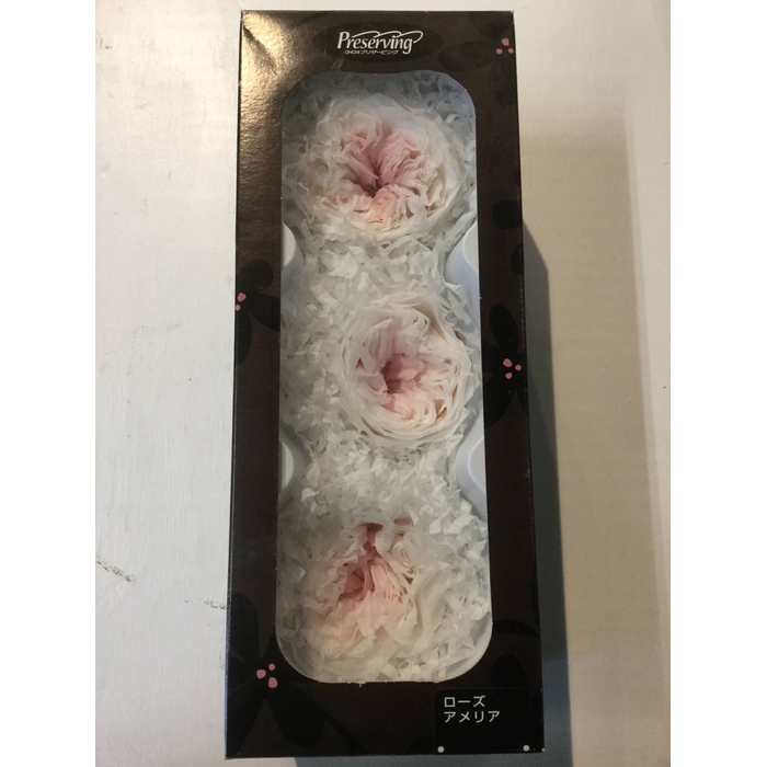 <h4>GESTABILISEERDE ROOS ENGELS XL X3 - CRÈME+ROZE</h4>