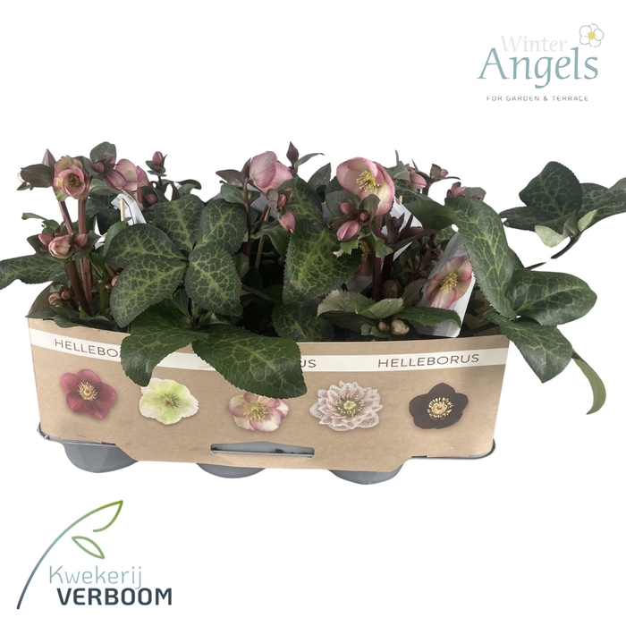 <h4>Helleborus Frostkiss Pink Medium</h4>
