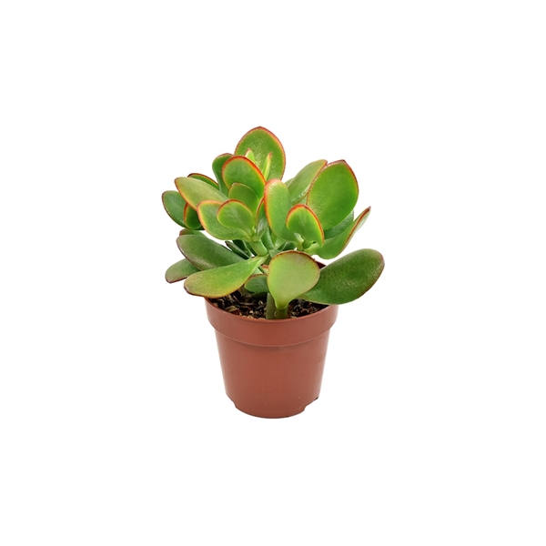 <h4>Crassula Ovata Sunset</h4>