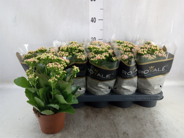 <h4>Kalanchoe blos. 'RosDon Alano'</h4>