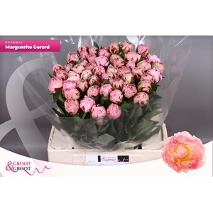 PAEO L MARGUE GERARD