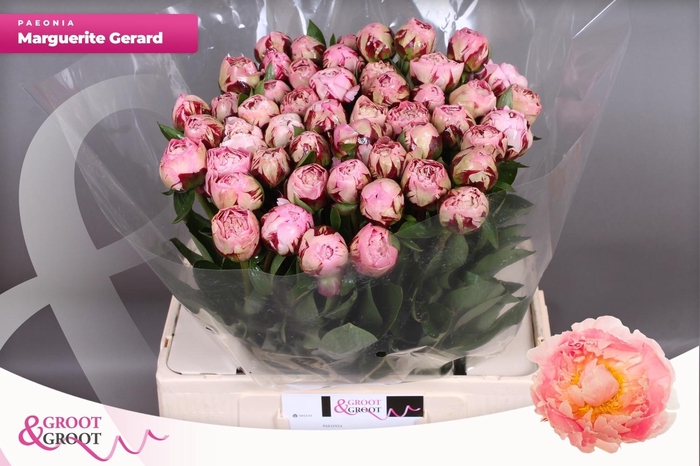 <h4>PAEO L MARGUE GERARD</h4>