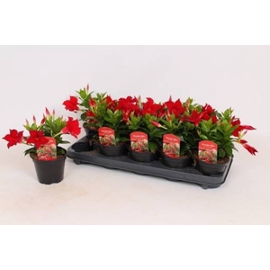 MANDE RIO DARK RED
