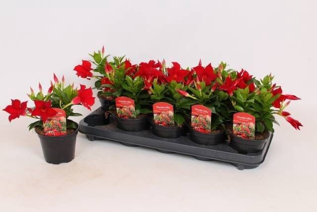 <h4>MANDE RIO DARK RED</h4>