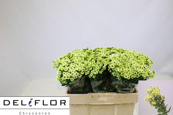 <h4>CHR SAN PIXEL MINTY</h4>