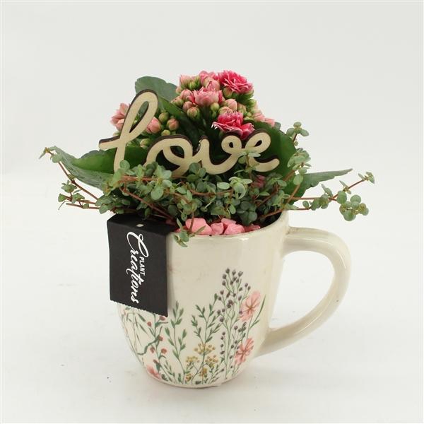 <h4>Arrangementen Kalanchoe 6%</h4>