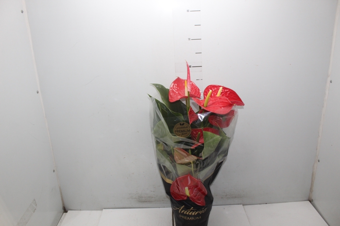 <h4>ANTHURIUM MICHIGAN P17 PREMIUM</h4>