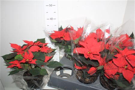 <h4>Euphor P Chr F Red 4-5 Bloemen+</h4>