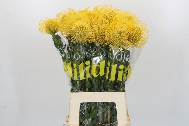 <h4>Leuco Co High Gold</h4>