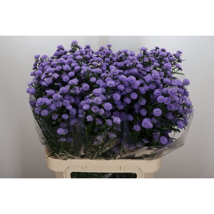 Ast Astee M Baby Blue