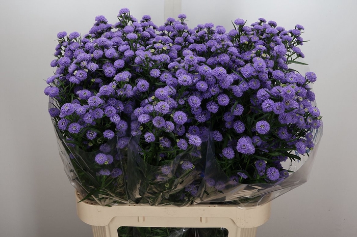 <h4>Ast Astee M Baby Blue</h4>