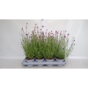 Verbena bonariensis