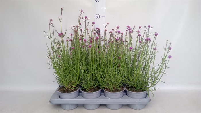<h4>Verbena bonariensis</h4>