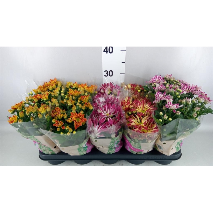 <h4>Chrysanthemum ..GR mix</h4>
